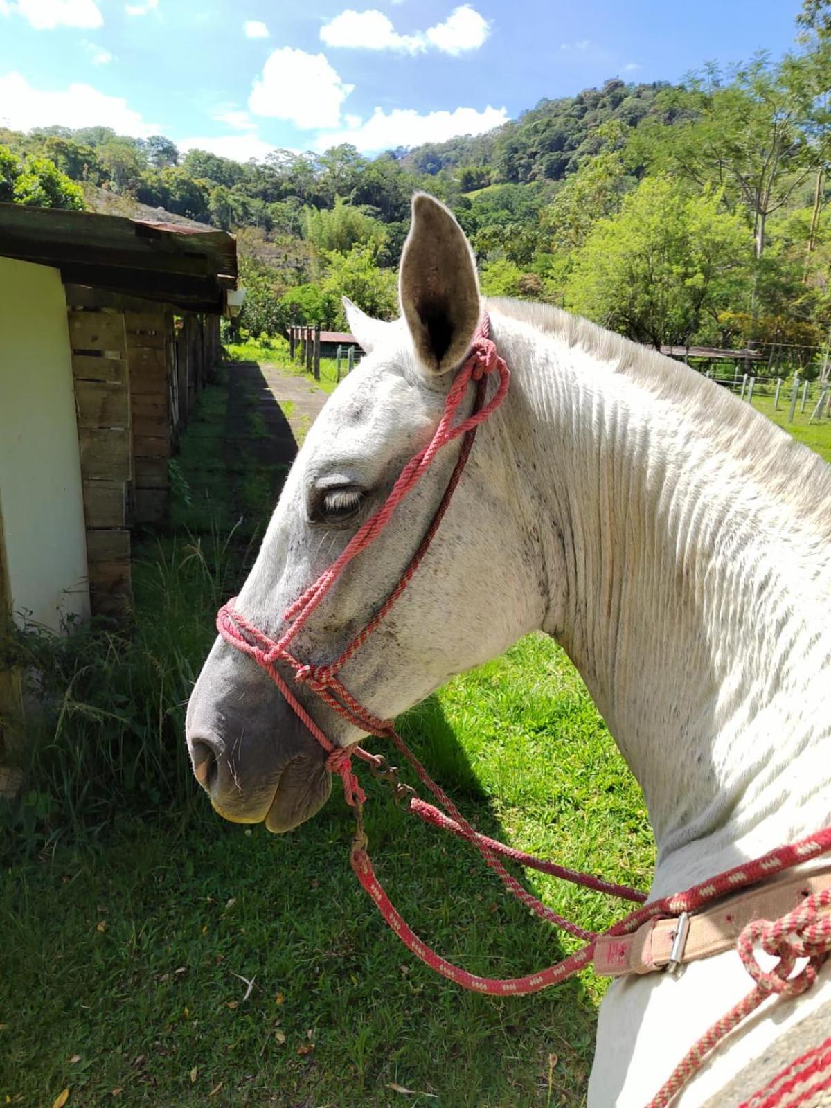 ホテル Hacienda Monteclaro トゥリアルバ エクステリア 写真