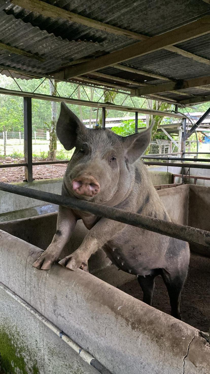 ホテル Hacienda Monteclaro トゥリアルバ エクステリア 写真